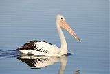 Australian Pelican